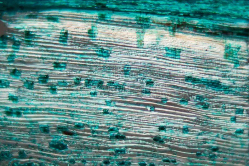 Pine Wood Under The Microscope Stock Photo Image of laboratory