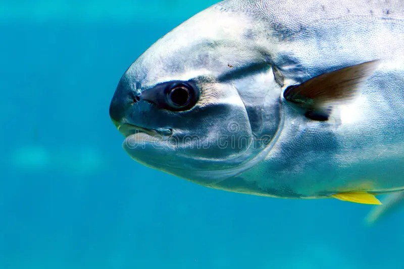 Pompano fish stock image. Image of coral, colorful, linefish 4550769