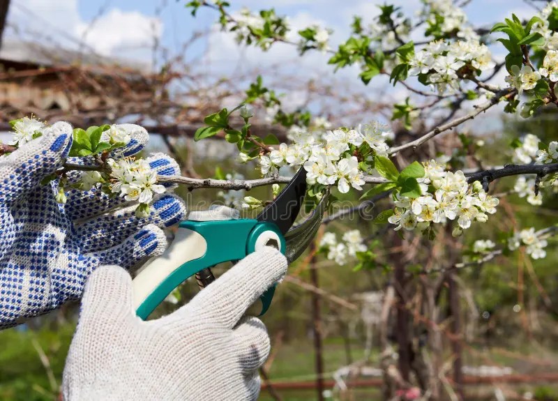 Pruning Fruit Tree Cutting Branches at Spring Stock Photo Image of