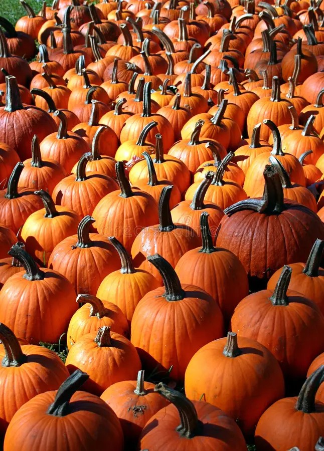 Pumpkin Patch stock image. Image of gourd, fall, arranged 1350067