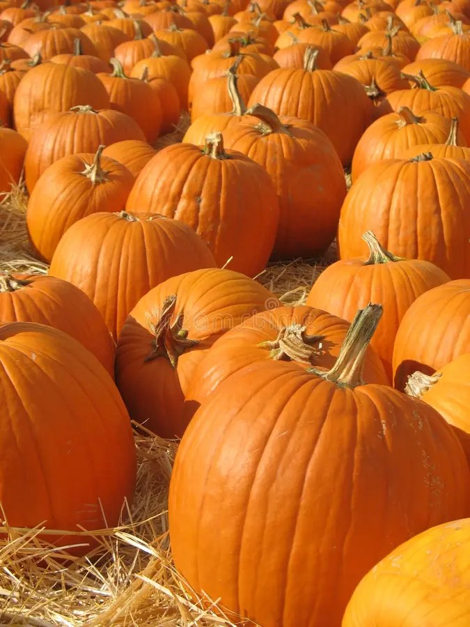 28,273 Pumpkin Patch Stock Photos Free & RoyaltyFree Stock Photos