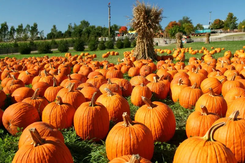 33,387 Pumpkin Patch Stock Photos Free & RoyaltyFree Stock Photos