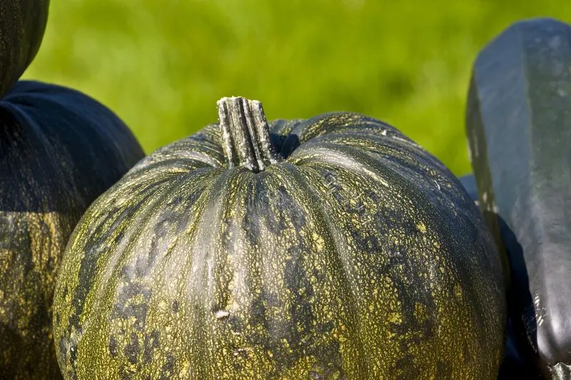 Pumpkins stock image. Image of food, pumpkins, nature 11233613