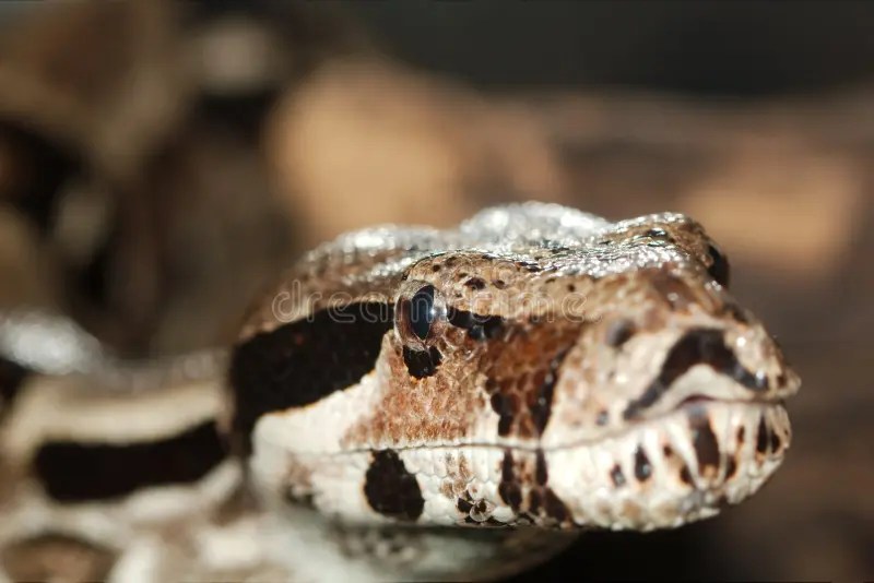 Python, not venomous snake stock photo. Image of tropical 27430870