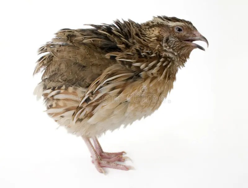 Quail stock image. Image of food, alone, quail, animal 2086609