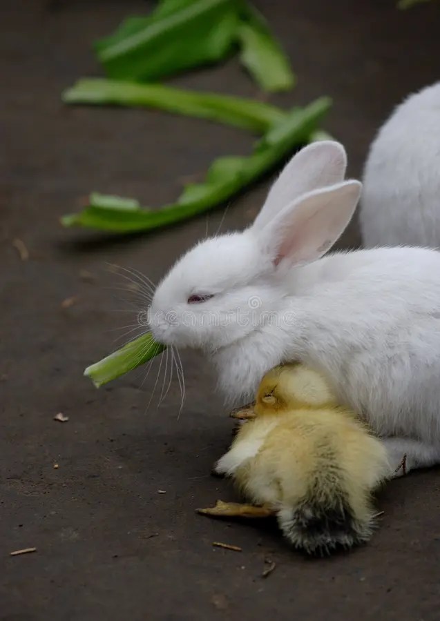 Rabbit and duck stock image. Image of white, rabbit, duck