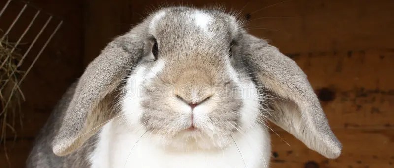 Rabbit With Floppy Ears Royalty Free Stock Photos Image 18762318