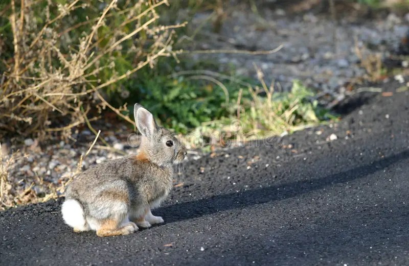 Rabbit on Road stock image. Image of easter, outside, road