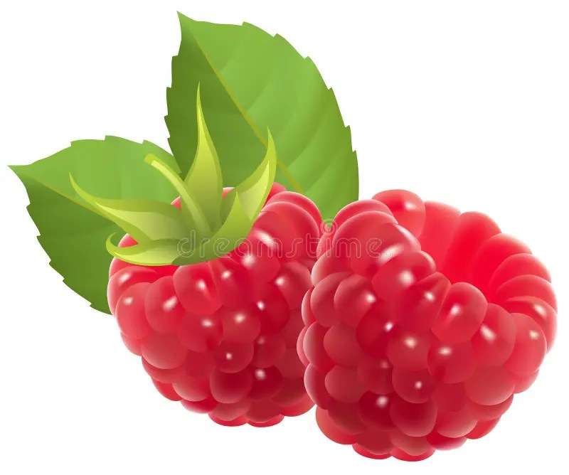 Raspberry stock vector. Illustration of sweet, clipart 13882896