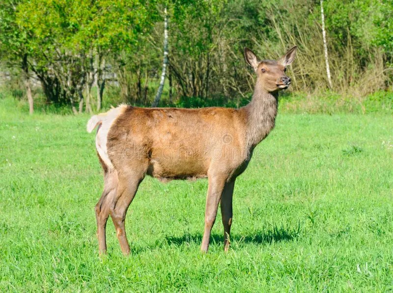 Red deer stock image. Image of moose, rural, herbivorous 16618991