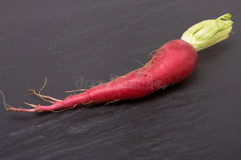 Red mooli stock photo. Image of asian, delicacy, fresh 13484526