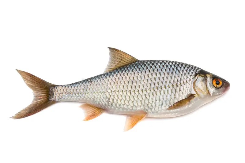 Roach stock photo. Image of fish, tail, leisure, freshwater - 19040018
