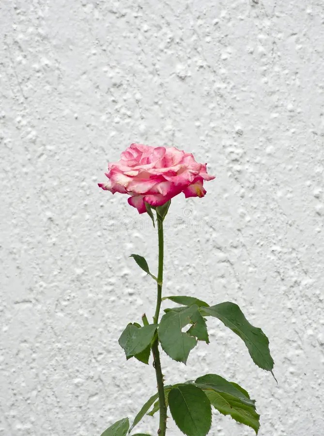 Rose flower in withe wall stock photo. Image of white 192727240