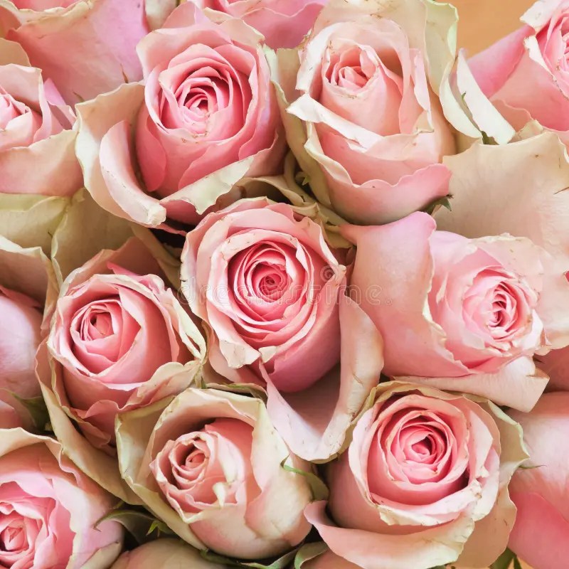 Schweinchenrosa Color Pictures And Images RGB Color Hex Code [FFC0C0 14]