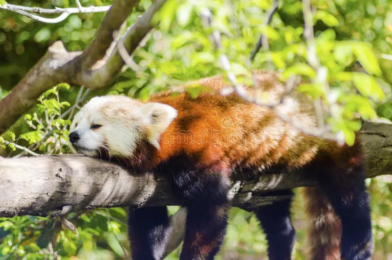 Roter Panda stockfoto. Bild von zweig, lebensraum, adorable 41260076