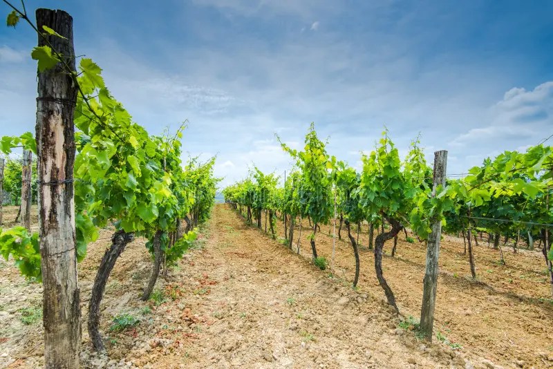 Rows of Grape Vine in Fields Stock Image Image of plant, grass 95655653