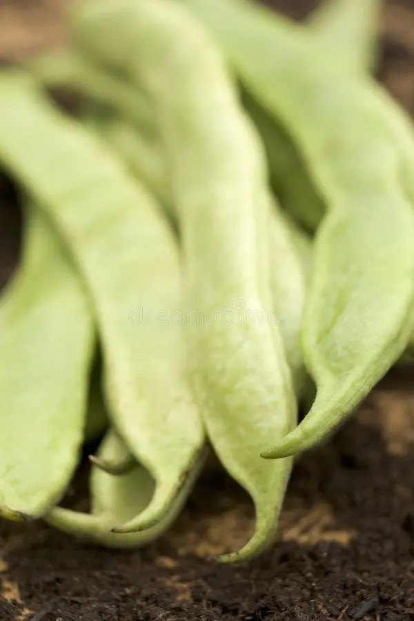 Runner Beans stock photo. Image of purity, objects, focus 7229856