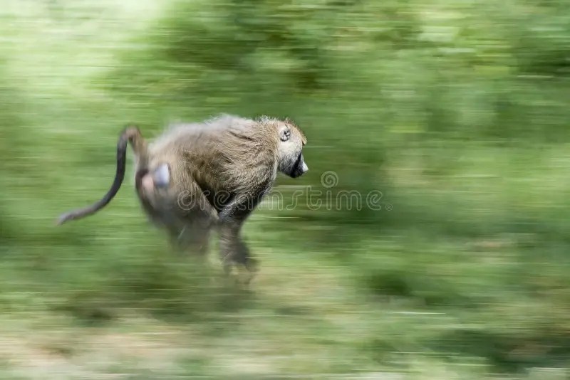 Monkey On The Run chapters.indigo.ca