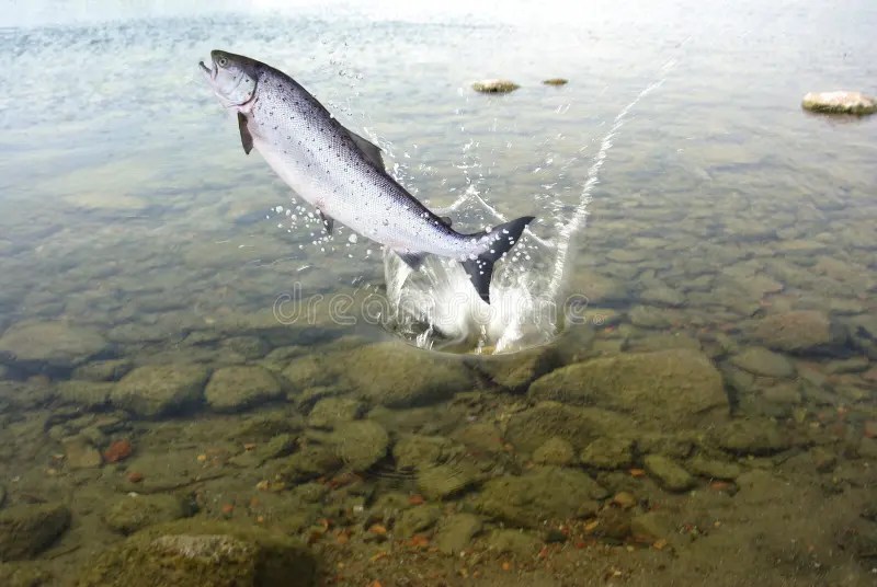 Jumping Out Water Salmon Stock Photos Download 129 Royalty Free Photos