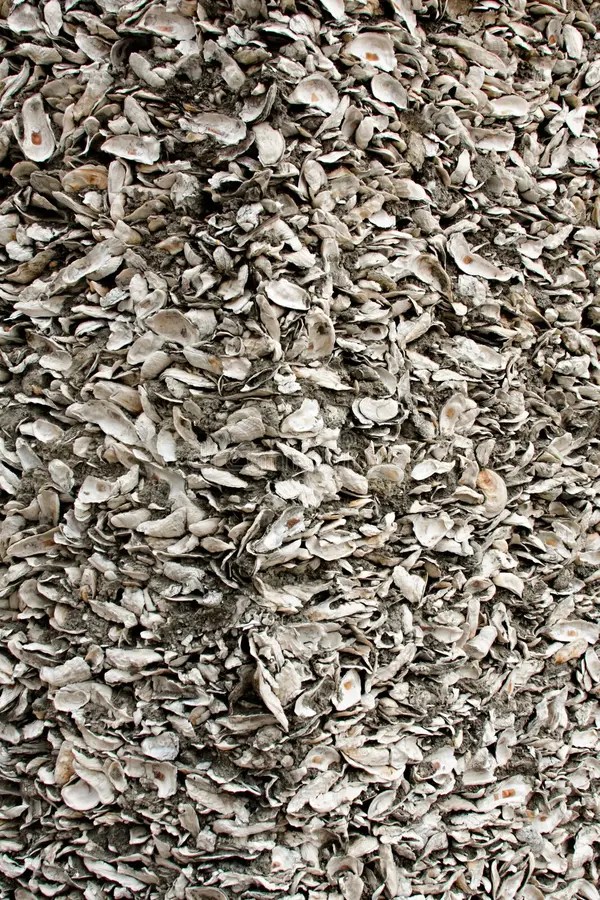 Seashell wall stock photo. Image of shell, color, objects 7440484