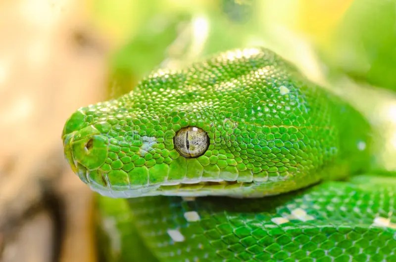 Serpent vert image stock. Image du vipère, jardin, toxique 4662099