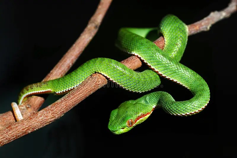 SERPENT VERT photo stock. Image du dangereux, animaux 6008214