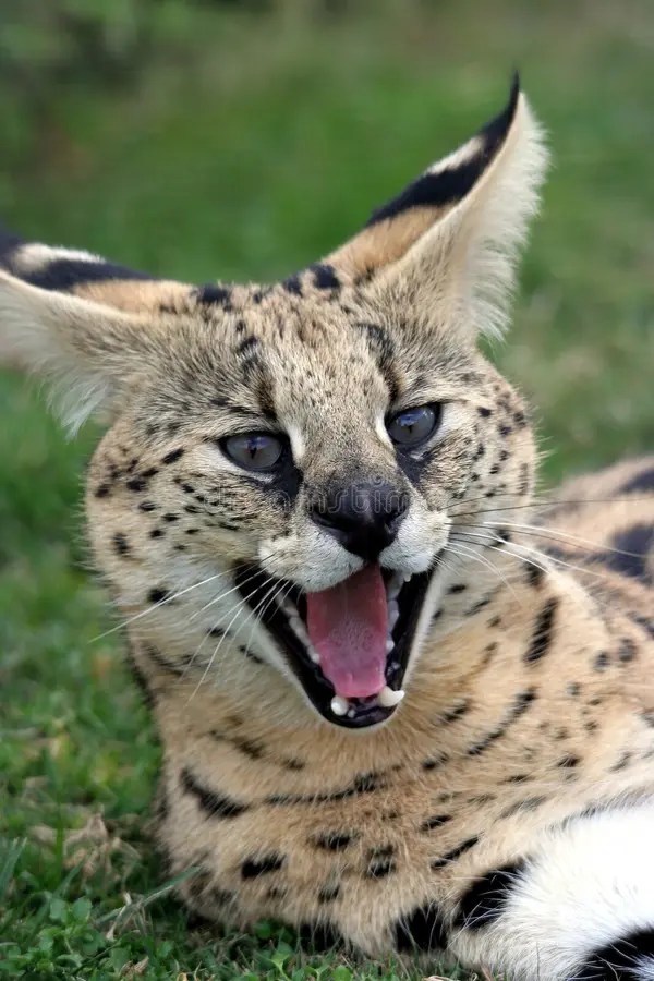 ServalKatze stockbild. Bild von whiskers, beschmutzt 5887271