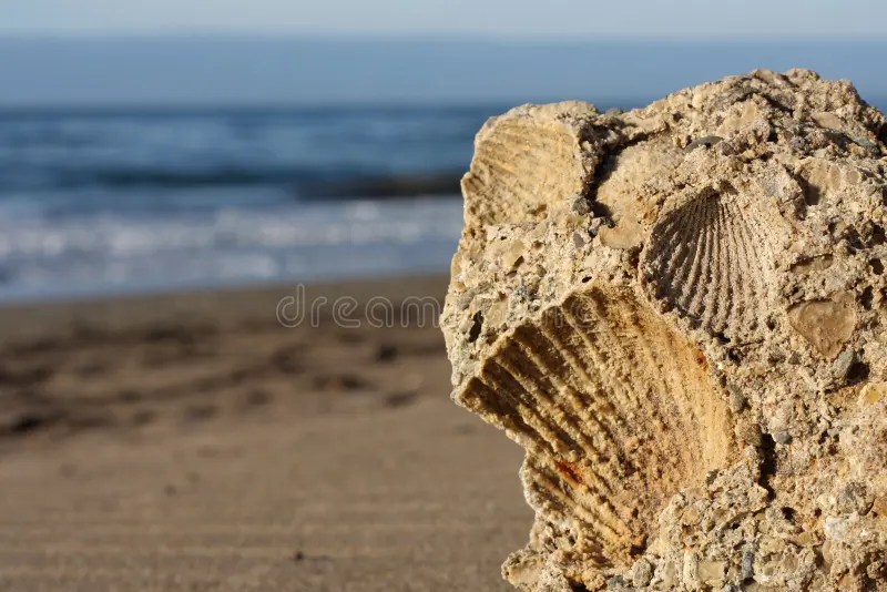 Shell stone stock photo. Image of beach, nature, blue 7443890