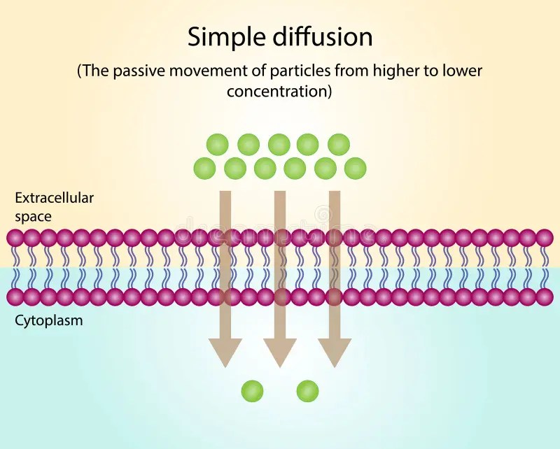 Simple Diffusion Cell Stock Illustrations – 52 Simple Diffusion Cell