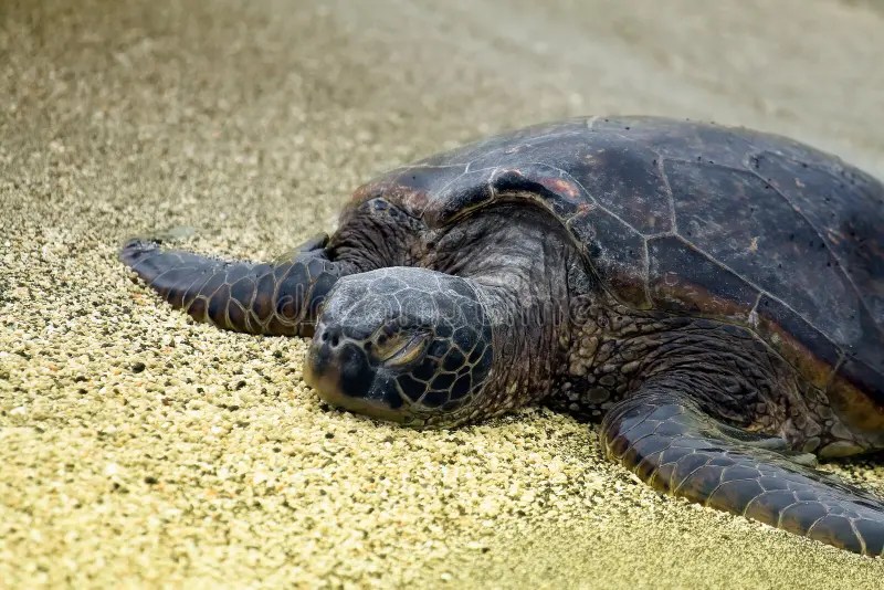 How Do Sea Turtles Sleep at Craigslist