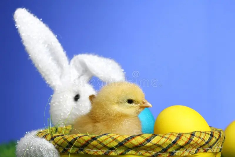 Small easter chicks stock image. Image of background 13055697