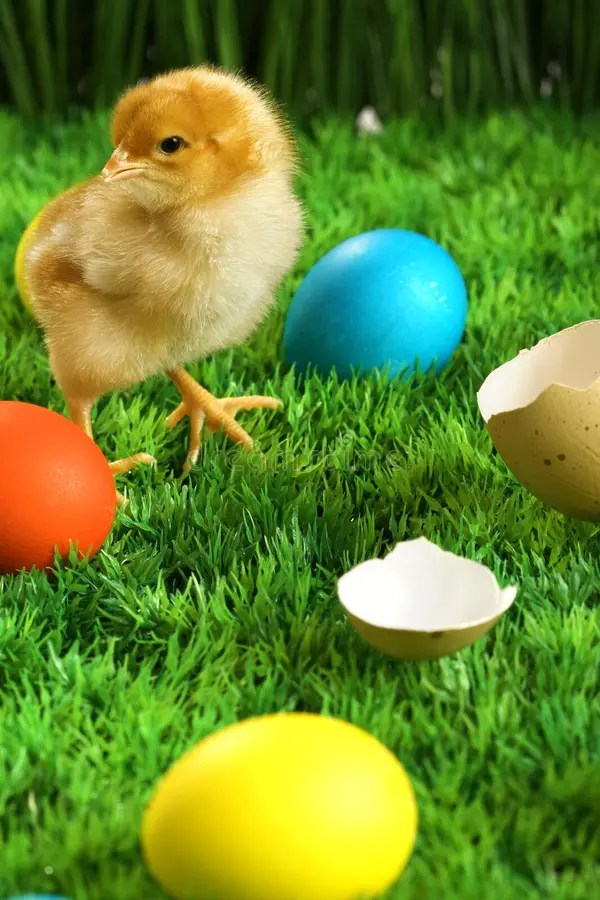 Small easter chicks stock image. Image of background 13055697