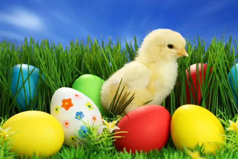 Small easter chicks stock image. Image of background 13055697