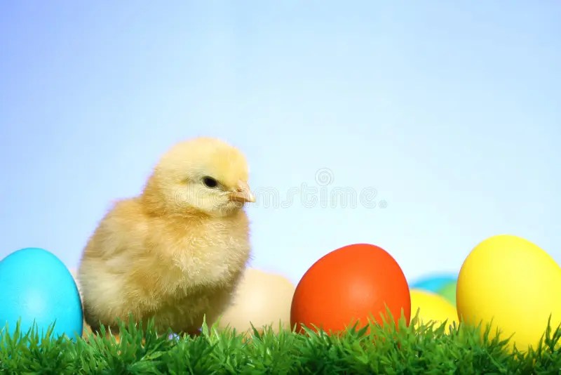 Small easter chicks stock image. Image of background 13055697