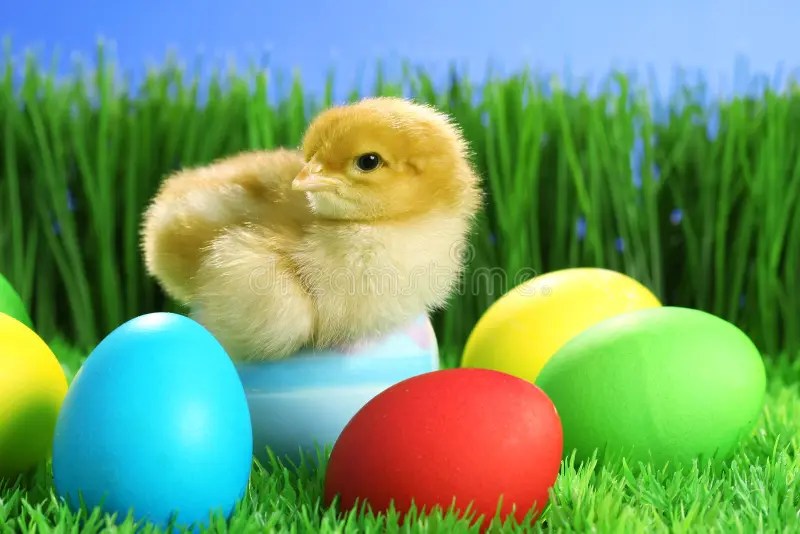 Small easter chick stock image. Image of chicken, bird 13270399