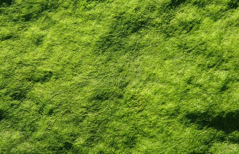 Moist Algae Carpet Stock Photos Free & RoyaltyFree Stock Photos from