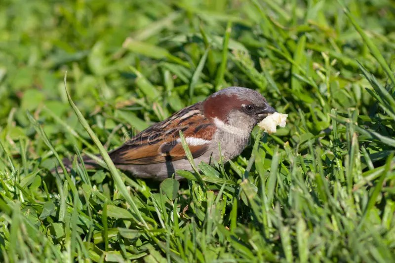 Two Sparrow Eats Sunflower Seeds Stock Image Image of animals, beak