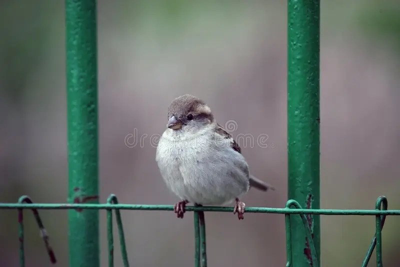 Spatz stockfoto. Bild von zweig, schnabel, feder, vogel 56379636