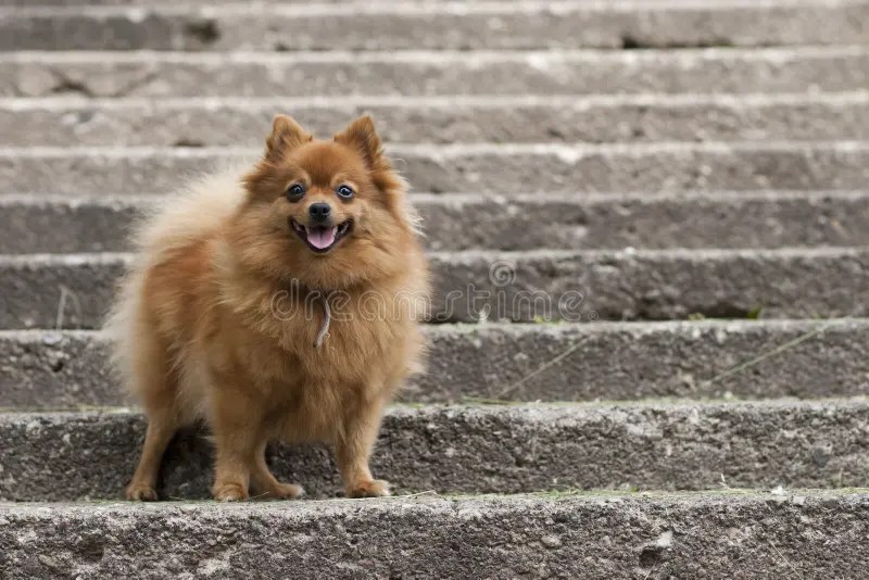 Spitz arkivfoto. Bild av angus, natur, väg, hund, spets