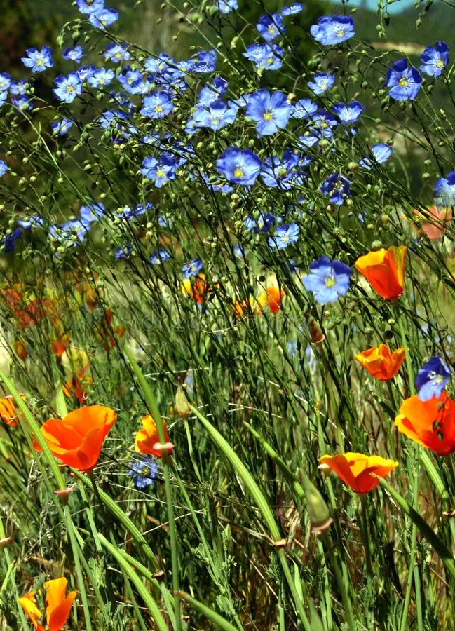 Spring Explosion stock photo. Image of path, spring, mountains 252438