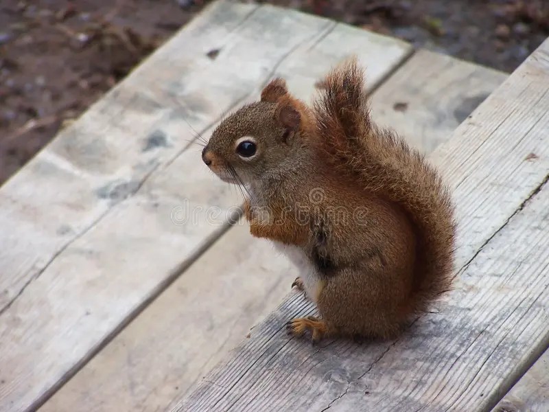 Squirrel on Deck stock photo. Image of canada, mammal, outback 275510