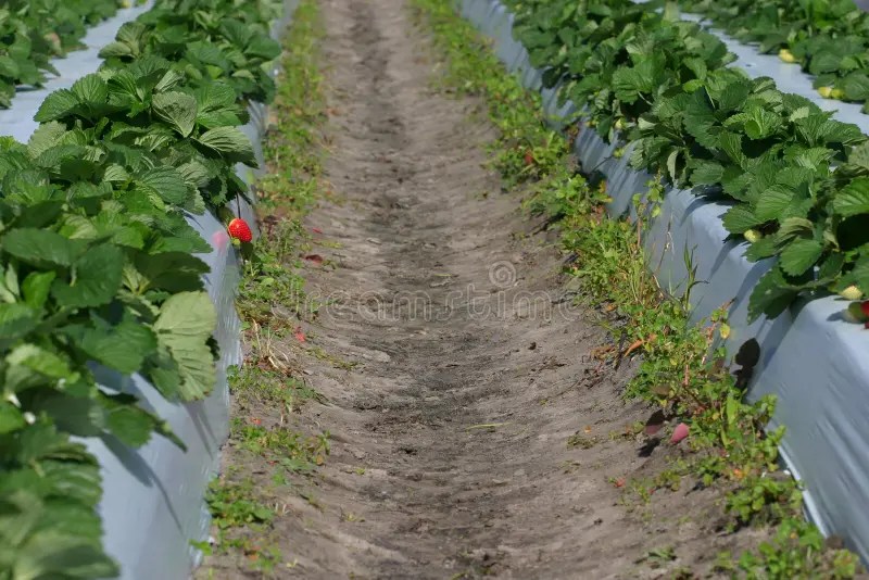 Strawberry Patch stock photo. Image of leaf, patch, farm 60208