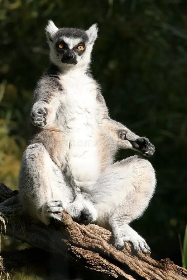 Sunbathing stock photo. Image of wild, animal, cudly, exotic 45604