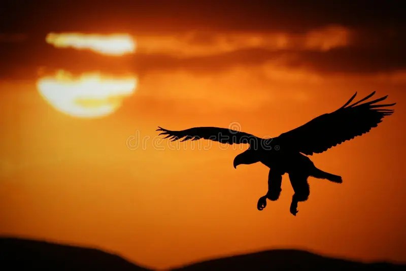 Sunset eagle stock image. Image of skies, black, mountains 9259323