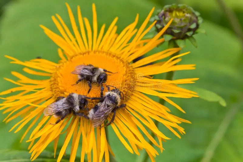 Three Bumblebees, a Bee and a Fly on a Flower Stock Image Image of
