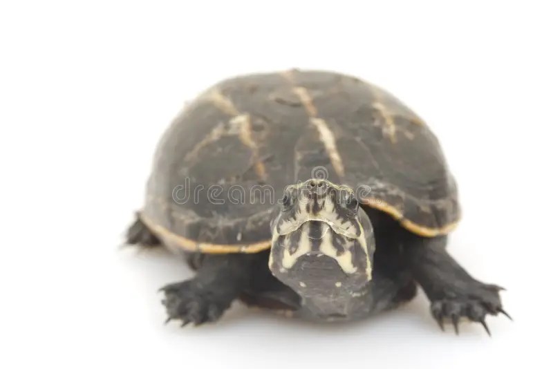 ThreeStriped Mud Turtle stock image. Image of exotic 7318253