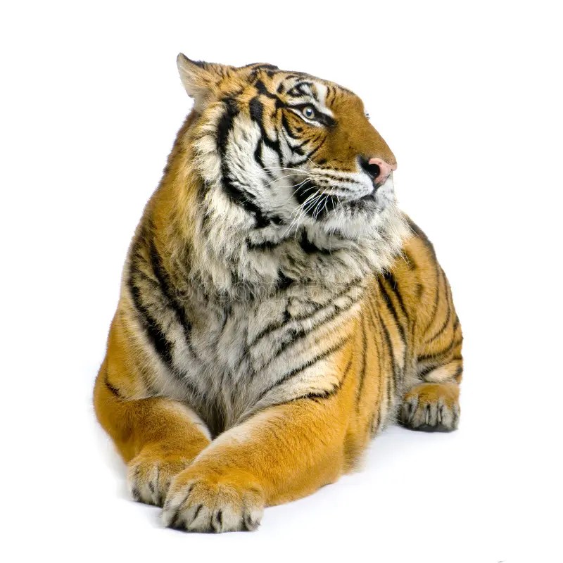 Tiger lying down stock image. Image of beauty, animals 2297689