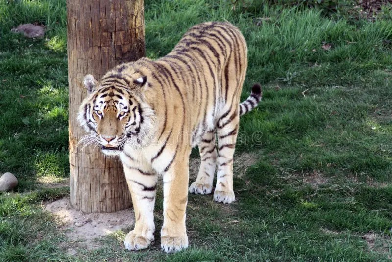Cara imponente del tigre imagen de archivo. Imagen de textura 92704575