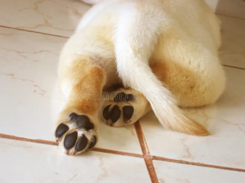Tiny Paws stock photo. Image of labrador, puppy, paws