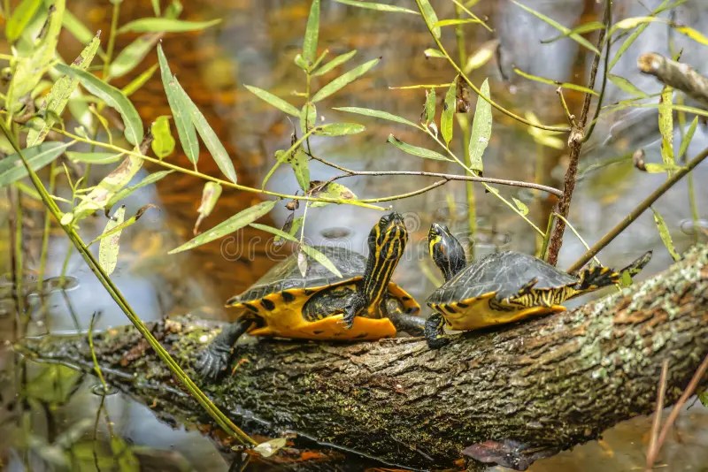 Tortue jaune de queue photo stock. Image du reste, sable